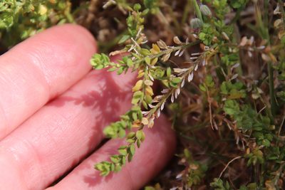 Lepidium strictum, photographed by Millie Basden