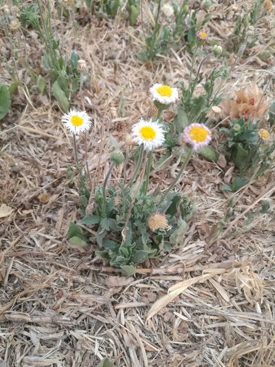 Erigeron pubescens, photographed by Juan Carlos Pérez Magaña