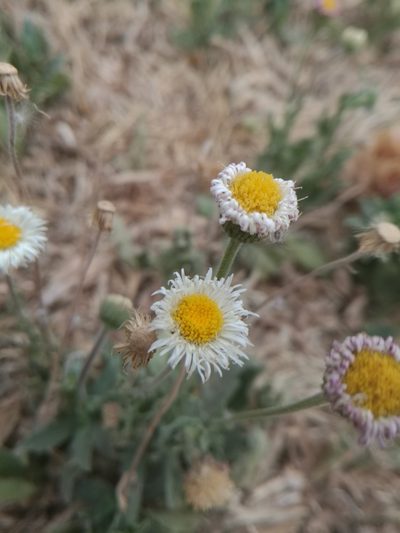 Erigeron pubescens, photographed by Juan Carlos Pérez Magaña