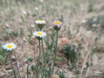 Erigeron pubescens, photographed by Juan Carlos Pérez Magaña
