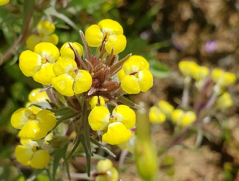 Triphysaria eriantha, photographed by Mary K. Hanson