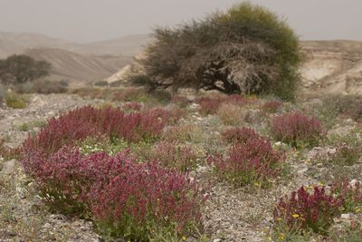Rumex cyprius, photographed by Kristof Zyskowski