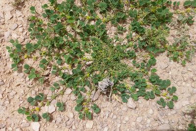 Trigonella stellata, photographed by Kristof Zyskowski