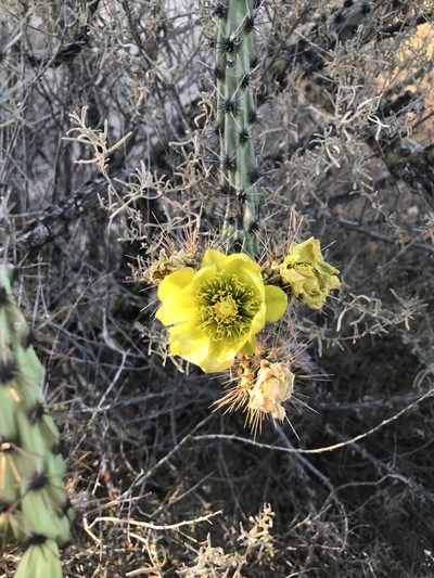 Opuntia gosseliniana, photographed by Ivette