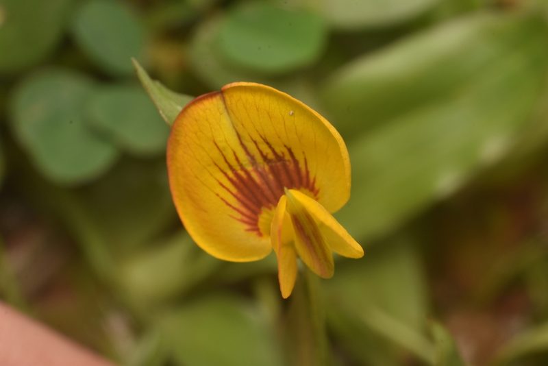Zornia diphylla, photographed by Sebastian Serna Muñoz