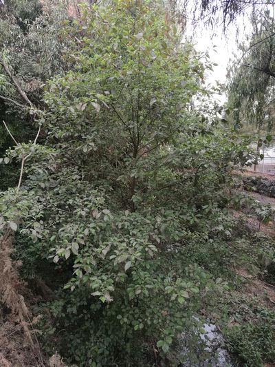 Alnus jorullensis, photographed by Juan Carlos Pérez Magaña