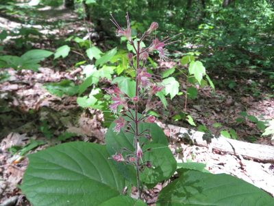 Collinsonia verticillata, photographed by yajapin