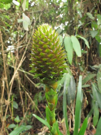 Guzmania triangularis, photographed by Daniel Hincapie