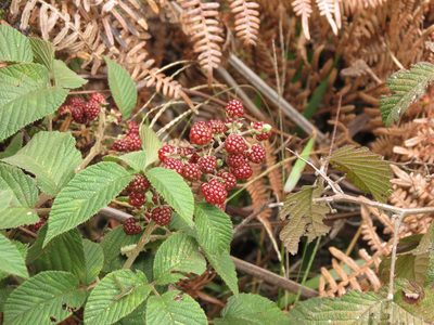 Rubus urticifolius, photographed by Daniel Hincapie