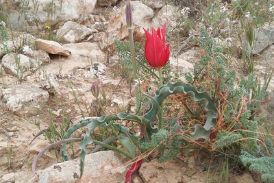 Tulipa systola, photographed by Kristof Zyskowski