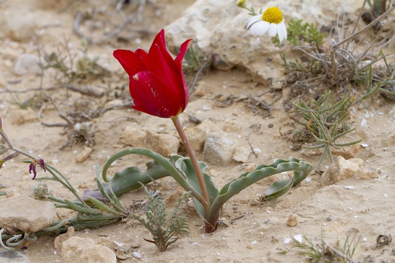 Tulipa systola, photographed by Kristof Zyskowski