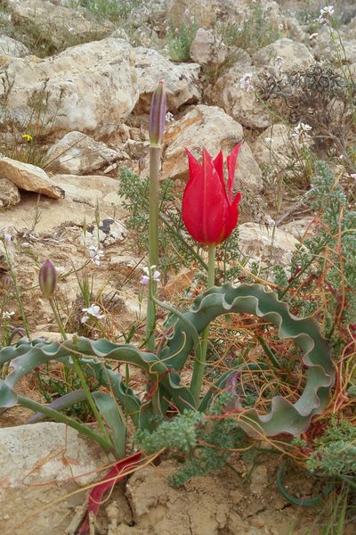 Tulipa systola, photographed by Kristof Zyskowski