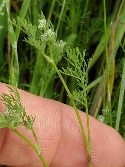 Yabea microcarpa, photographed by Ken-ichi Ueda