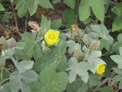 Gossypium tomentosum, photographed by Sonny Gamponia