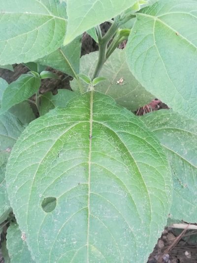 Greenmaniella resinosa, photographed by Francisco Martínez González
