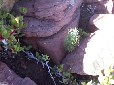 Ruschia promontorii, photographed by Chris Vynbos