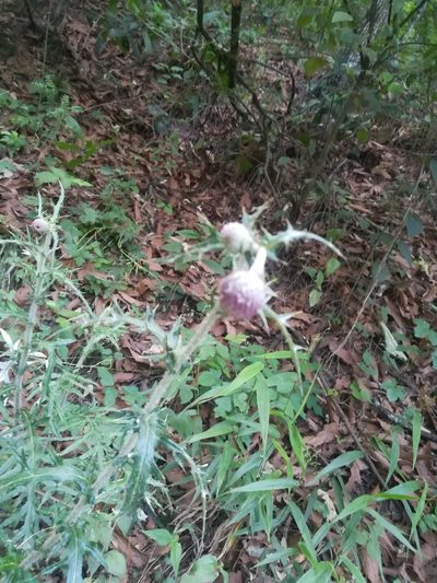 Cirsium pringlei, photographed by Francisco Martínez González