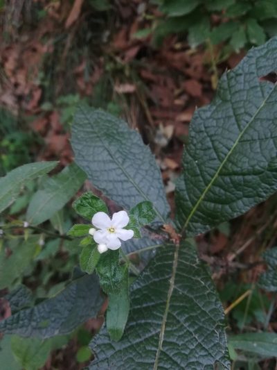 Quercus rysophylla, photographed by Francisco Martínez González