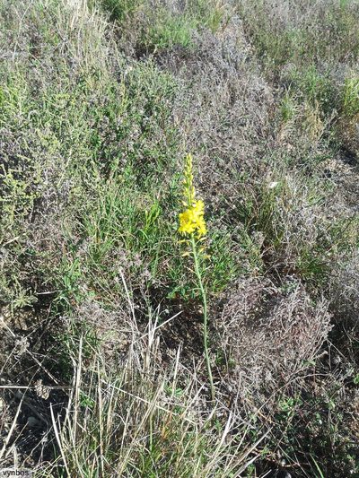 Bulbine cepacea, photographed by Chris Vynbos