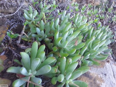 Scopelogena verruculata, photographed by Chris Vynbos