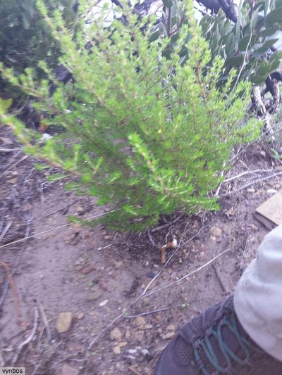 Anthospermum spathulatum, photographed by Chris Vynbos