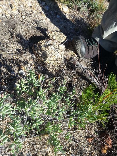 Lampranthus multiradiatus, photographed by Chris Vynbos