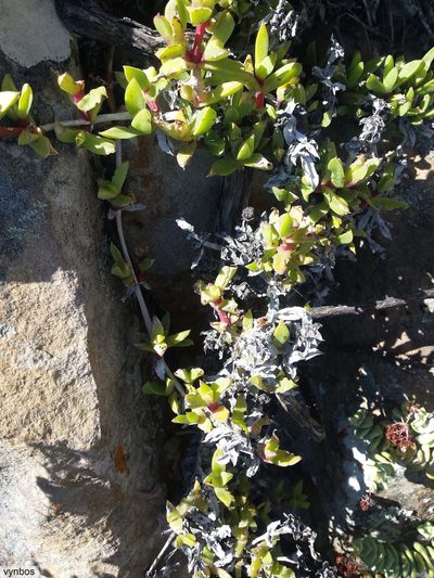 Ruschia promontorii, photographed by Chris Vynbos