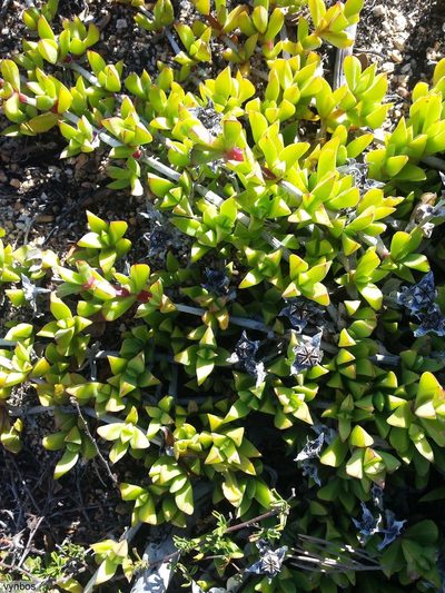 Ruschia promontorii, photographed by Chris Vynbos