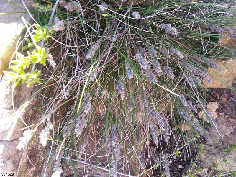 Tribolium hispidum, photographed by Chris Vynbos