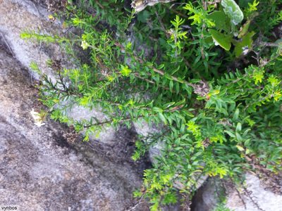 Selago fruticosa, photographed by Chris Vynbos
