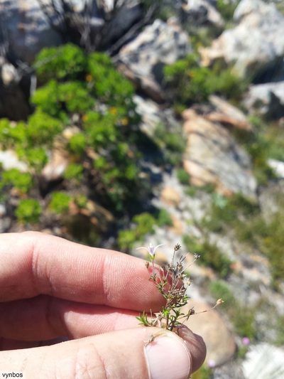 Wahlenbergia pyrophila, photographed by Chris Vynbos