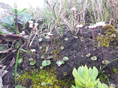 Crassula saxifraga, photographed by Chris Vynbos