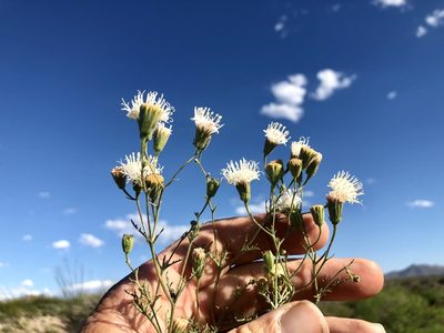 Chaenactis carphoclinia, photographed by CK2AZ