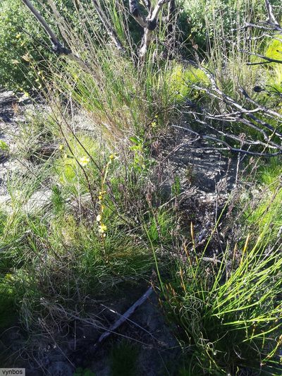 Eleocharis limosa, photographed by Chris Vynbos