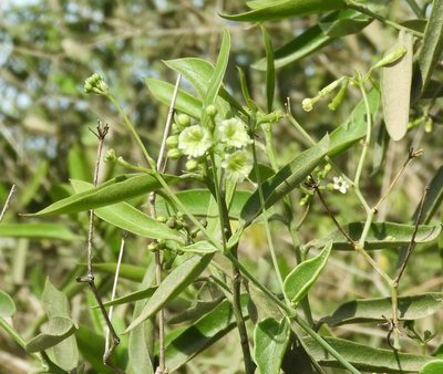 Boerhavia scandens, photographed by Francisco Farriols Sarabia