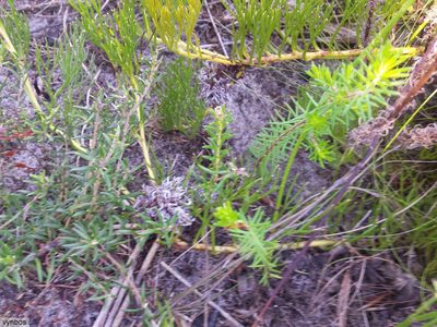Serruria collina, photographed by Chris Vynbos