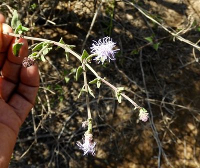 Chromolaena sagittata, photographed by Francisco Farriols Sarabia