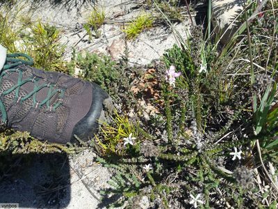 Wahlenbergia tenella, photographed by Chris Vynbos