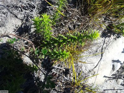 Oedera capensis, photographed by Chris Vynbos