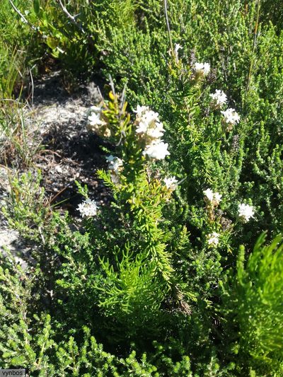 Selago fruticosa, photographed by Chris Vynbos