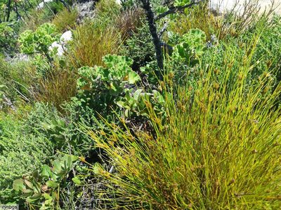 Ficinia anceps, photographed by Chris Vynbos