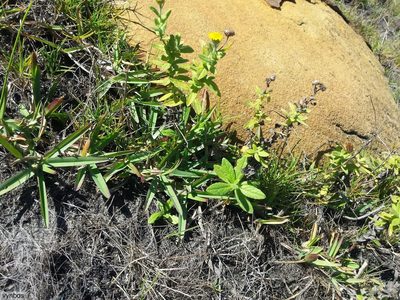 Pulicaria scabra, photographed by Chris Vynbos
