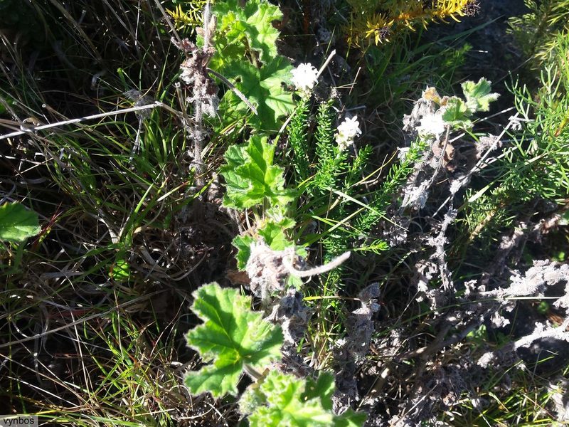 Selago fruticosa, photographed by Chris Vynbos