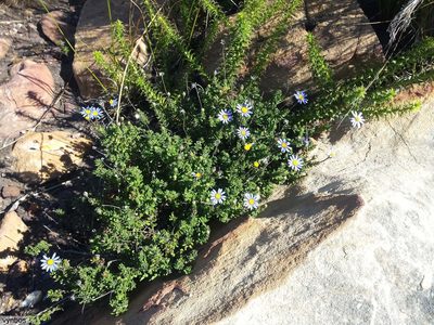 Felicia aethiopica, photographed by Chris Vynbos