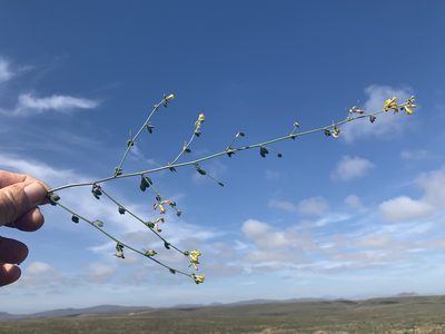 Acmispon distichus