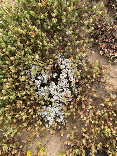 Eriogonum fastigiatum, photographed by Jim Riley