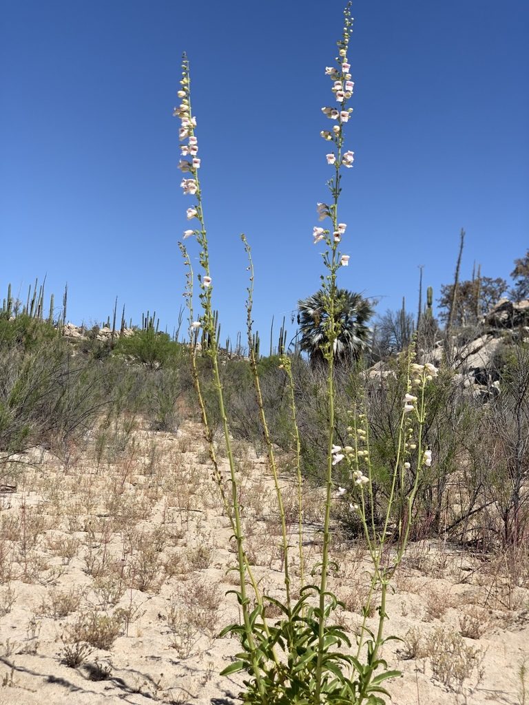Penstemon eximius, photographed by Jim Riley