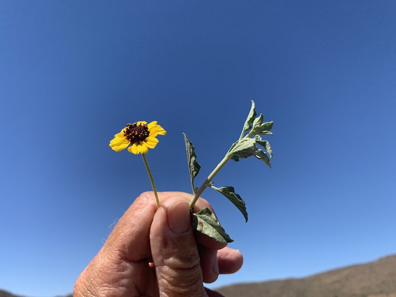 Encelia asperifolia, photographed by Jim Riley