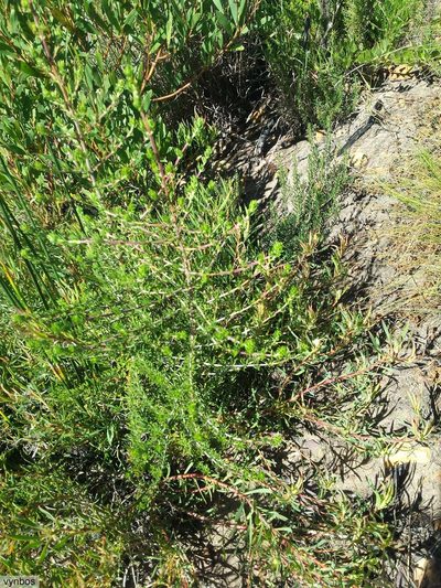 Anthospermum spathulatum, photographed by Chris Vynbos