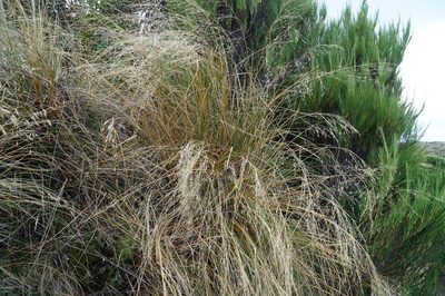 Chionochloa rigida, photographed by Paula Greer